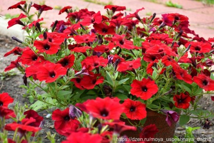 Как вырастить петунии самостоятельно: секреты успешного размножения