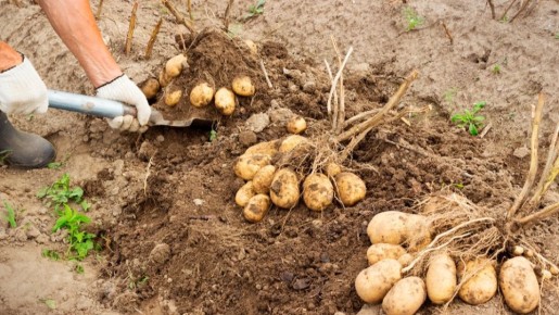 Научный подход к подкормке картофеля: опыт огородников и советы агрономов