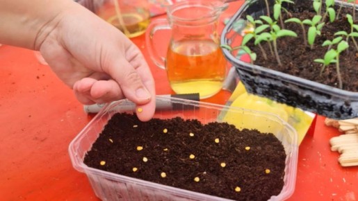 Выращивание томатов: секреты, которые действительно работают