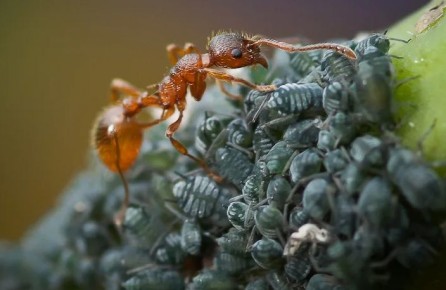 Садовый дневник: незаменимый помощник в борьбе с тлёй