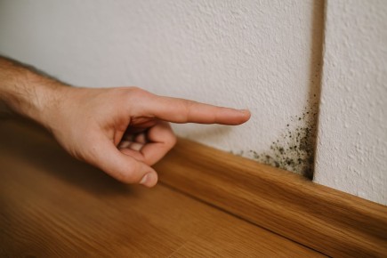 Как распознать плесень в доме: признаки, причины и решения