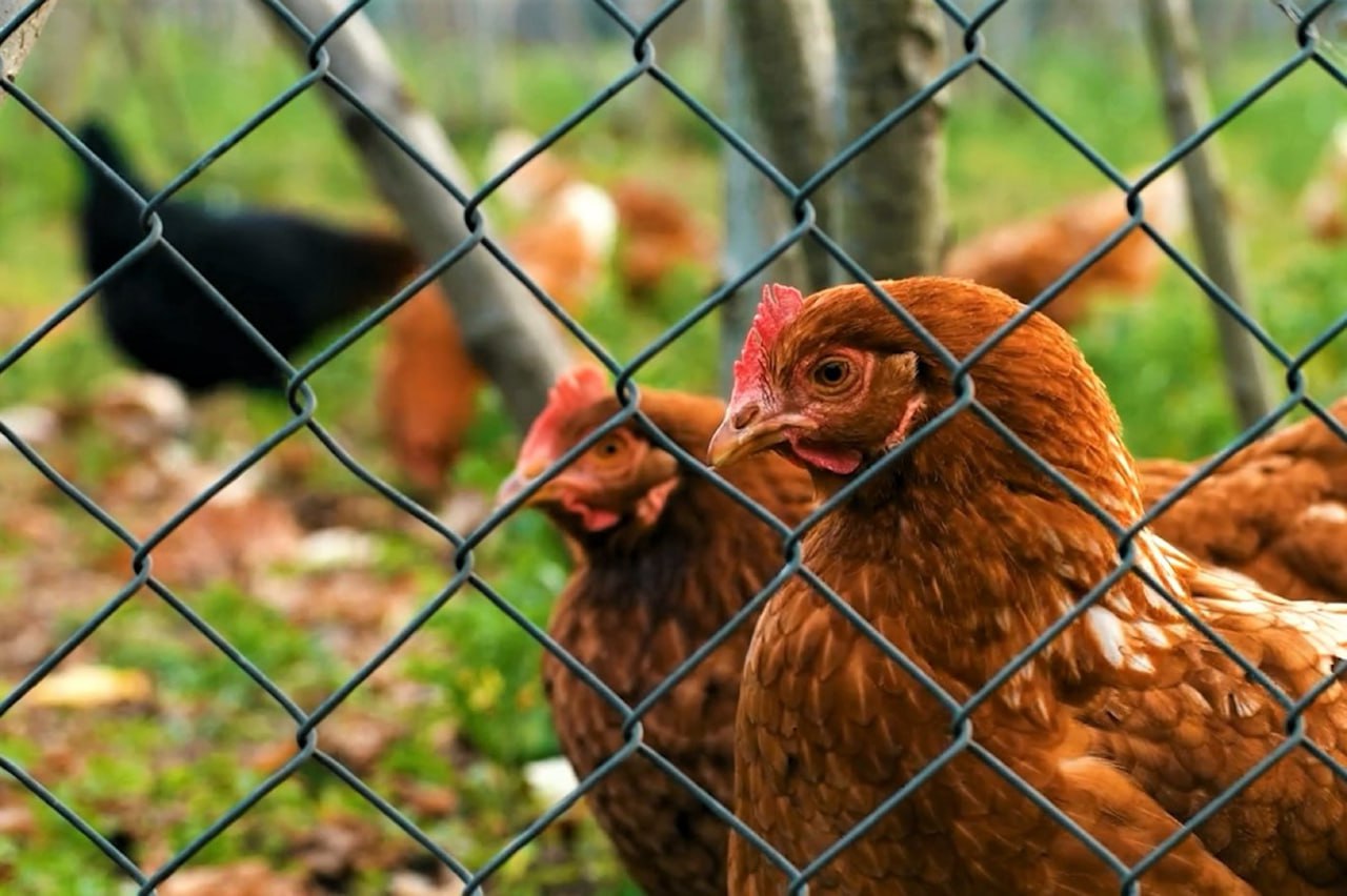Стартовали итоговые отборы на предоставление субсидий аграриям ЕАО Стартовали итоговые отборы на предоставление субсидий аграриям ЕАО