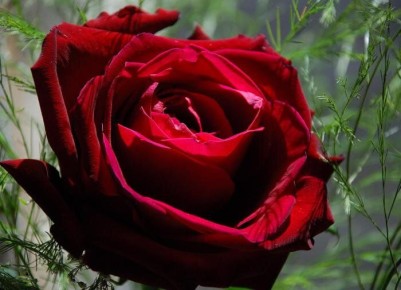 Соседство в саду: какие растения лучше не сажать рядом с розами