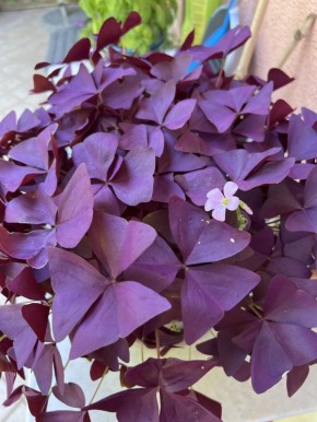 Кислица: маленькая зелёная радость для вашего дома