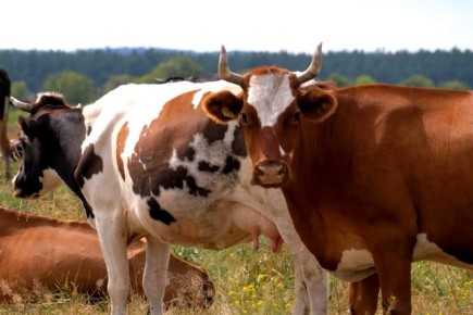 Стартовали итоговые отборы на предоставление субсидий аграриям ЕАО
