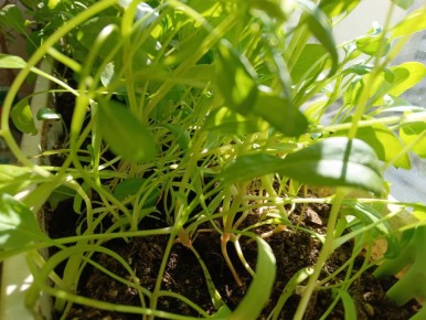 Как вырастить зелень на балконе: секреты домашнего огорода