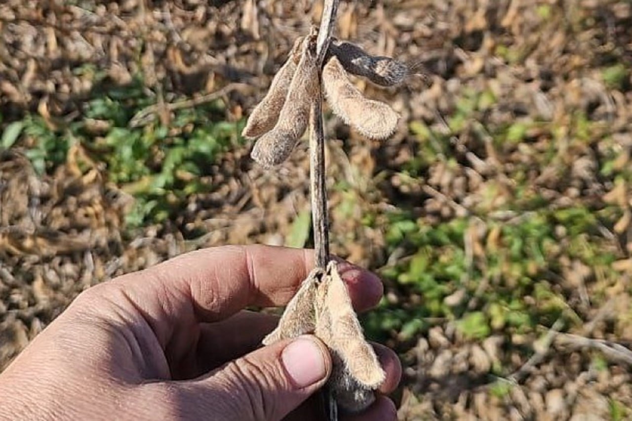 Стартовали итоговые отборы на предоставление субсидий аграриям ЕАО Стартовали итоговые отборы на предоставление субсидий аграриям ЕАО