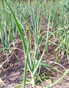 Уход за луком в июне: уберегите урожай от гниения