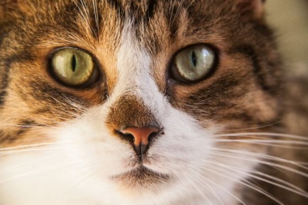 Что будет, если человек съест корм для кошек