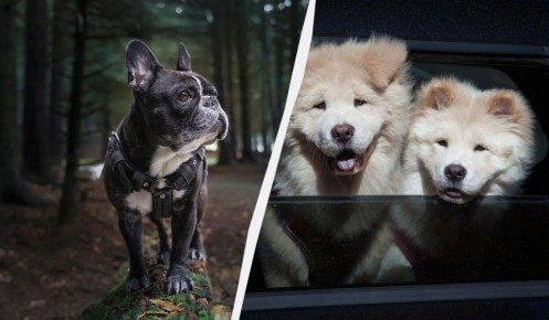 Собачьи ароматы: какие породы не подойдут для квартиры