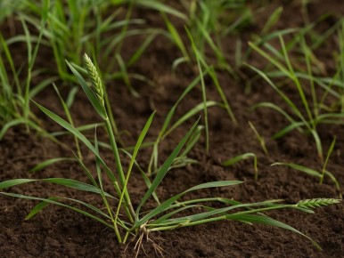 Как с помощью сидератов вернуть контроль над садом: забываем о житняке навсегда