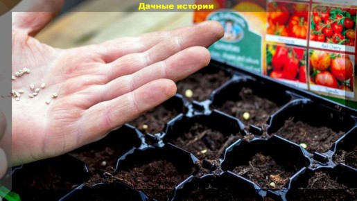 Секреты идеального посева: когда и как сажать цветы и овощи на рассаду