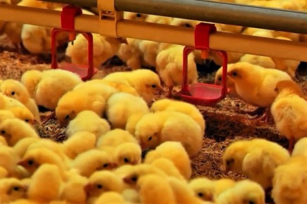 Стартовали итоговые отборы на предоставление субсидий аграриям ЕАО