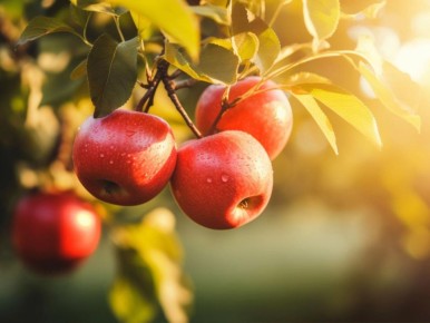 Секреты ухода за яблоней: как вырастить крупные плоды без болезней и вредителей