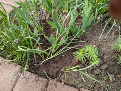 Как риски в садоводстве становятся неожиданными успехами