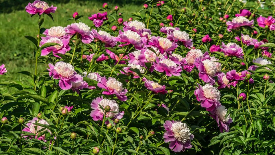 ������ ������ ����� ������������: ��� ��� ������ ������ � ������� ������ �������