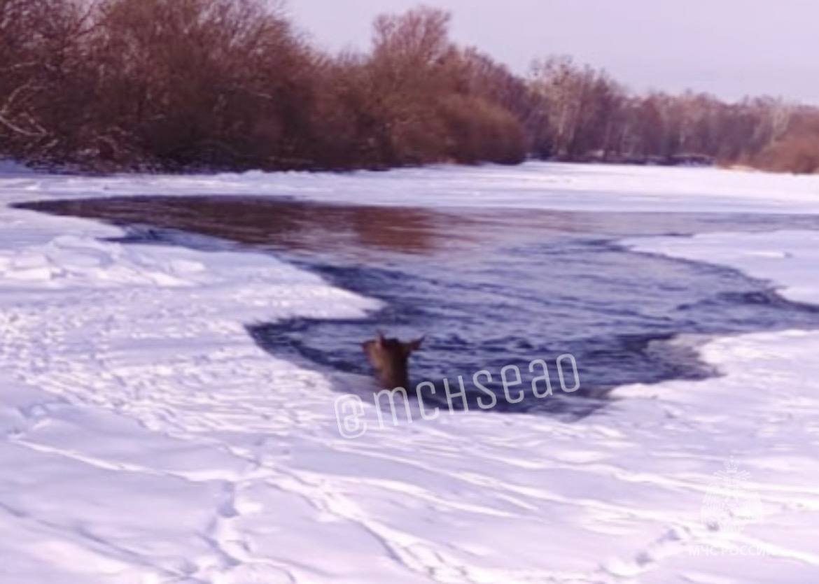 В схватке со стихией: как спасли изюбра из полыньи В схватке со стихией: как спасли изюбра из полыньи