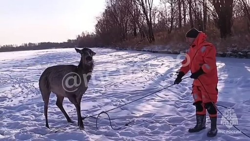 В схватке со стихией: как спасли изюбра из полыньи