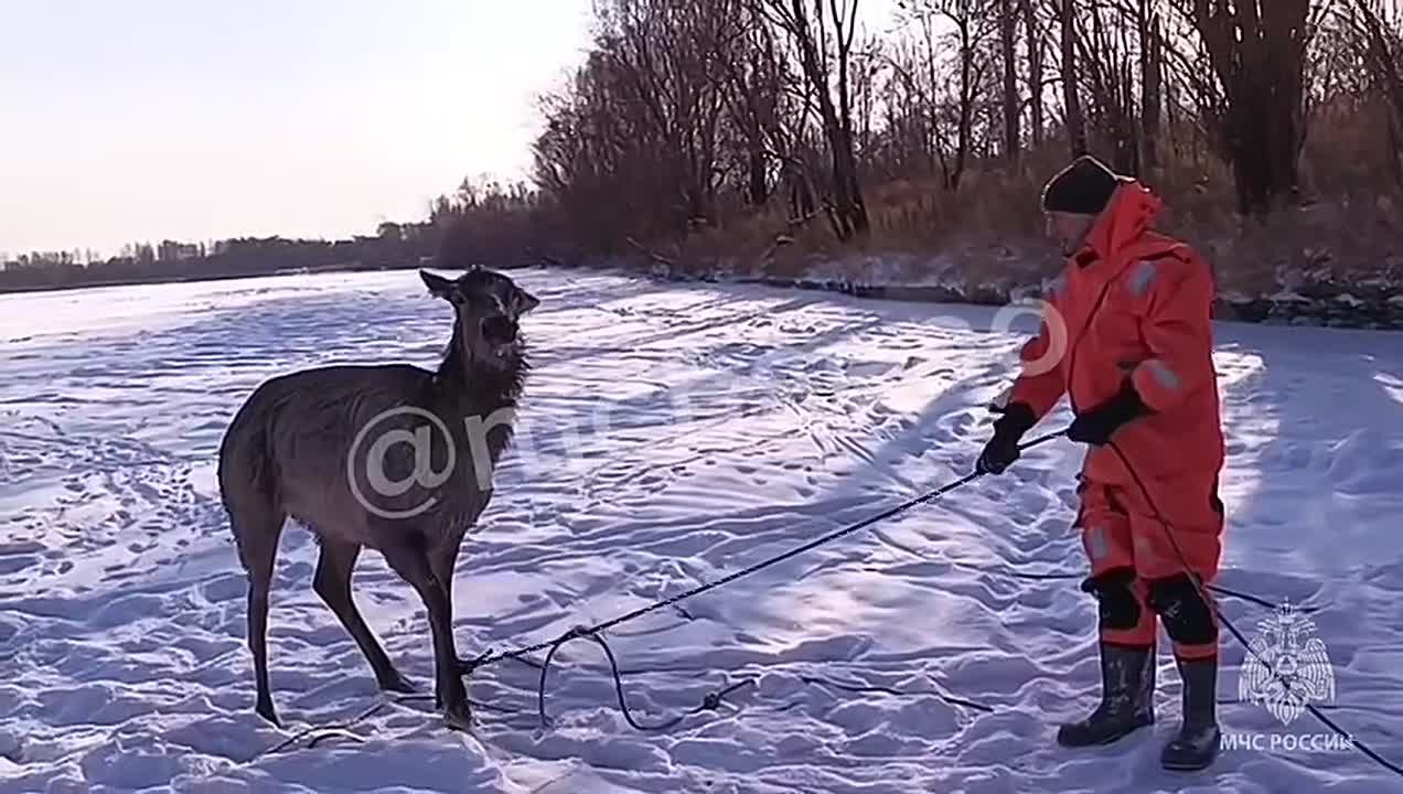 В схватке со стихией: как спасли изюбра из полыньи