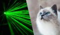 Почему кошки реагируют на лазеры: взгляните на мир маленьких хищников