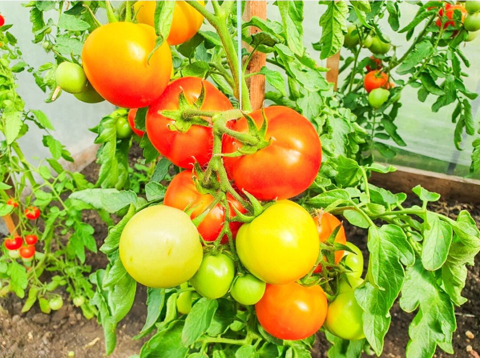 ������� ��������� ������: ��� ��������� ��������� �� ������� � �������