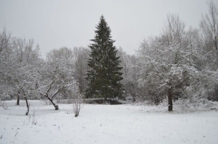 Зимний уход за плодовыми деревьями: советы для возрождения сада