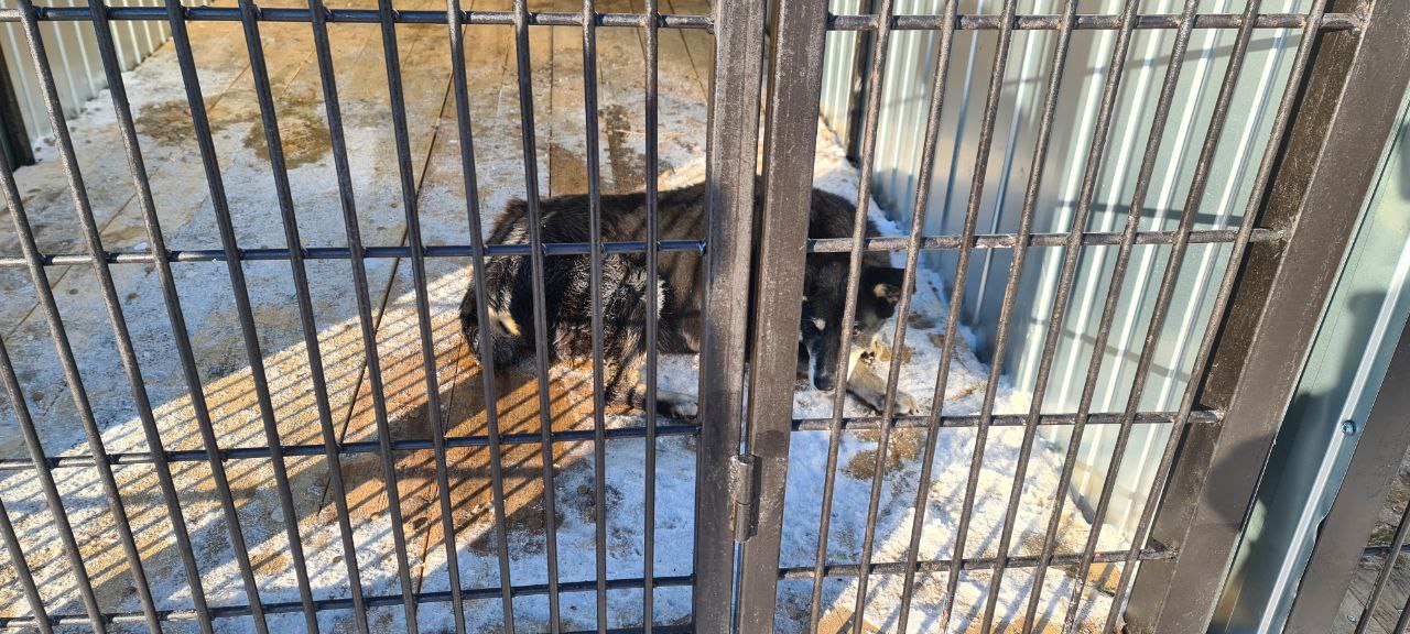 В Биробиджане возобновлена программа «Отлов. Стерилизация. Вакцинация. Выпуск»