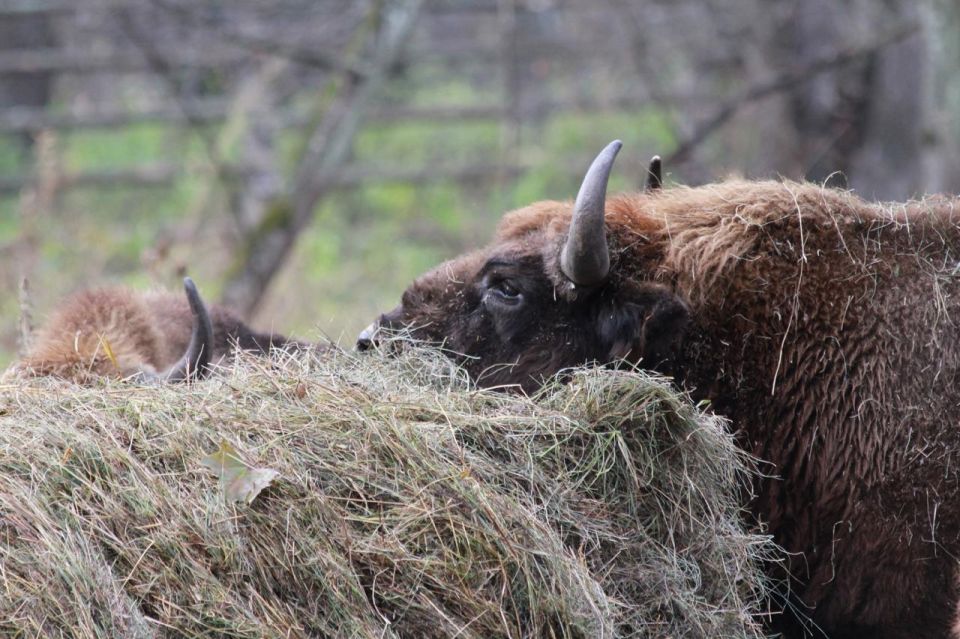 ������ ������������� ������, ��������� � ���������� ���������� ����� �. �. ��������� ���� ������, ������� ������ �������� � �������� �� ����