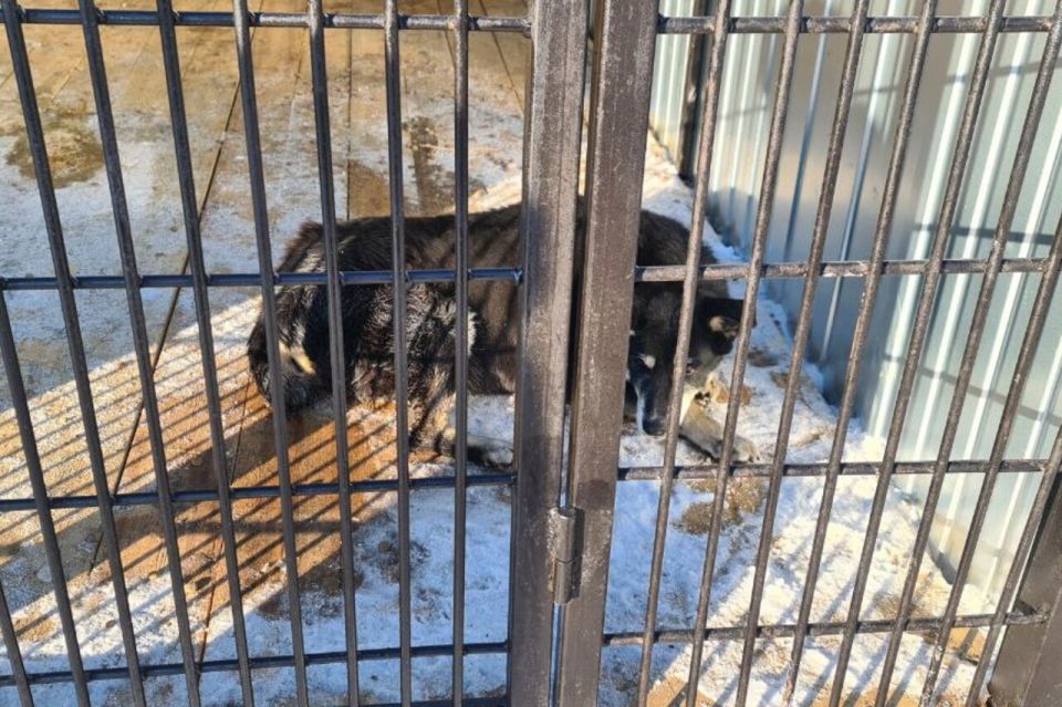 � ����������� ������������ ��������� ������. ������������. ����������. ������