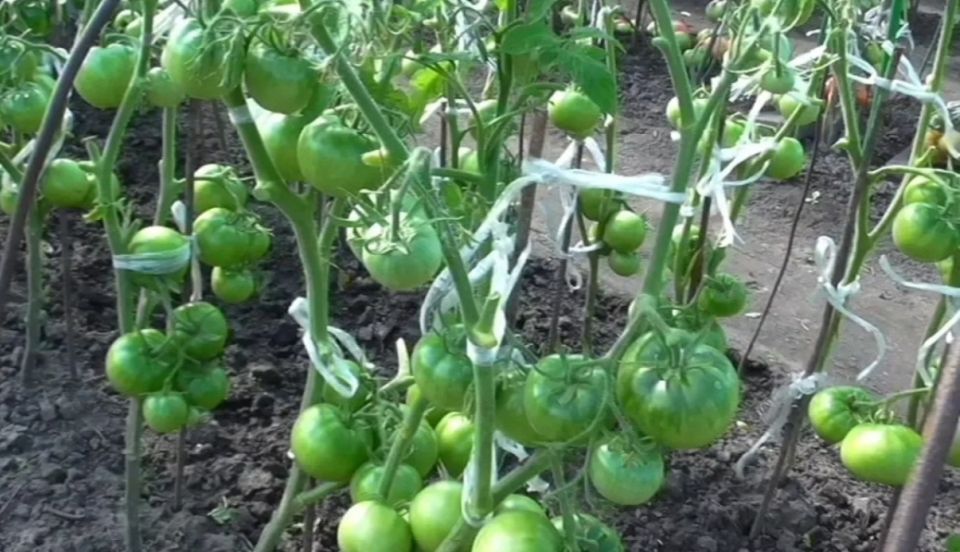 Как правильно обрезать листья томатов: советы агрономов для богатого урожая