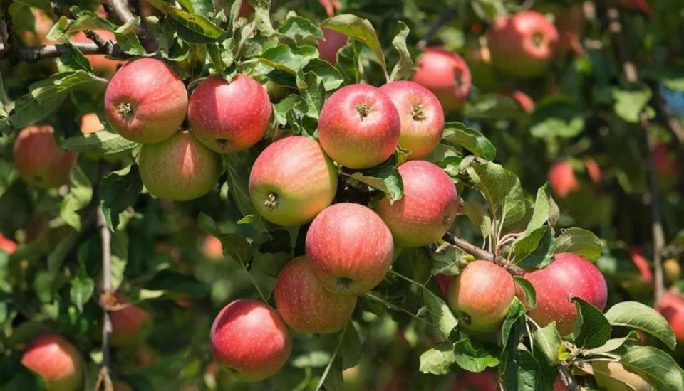 ������ ����� � ���� � 2025 ���� ����� �� �������� ��������� ��������� 2024 ���� � ������� 1,9 ��� ���� � ���� (12+)