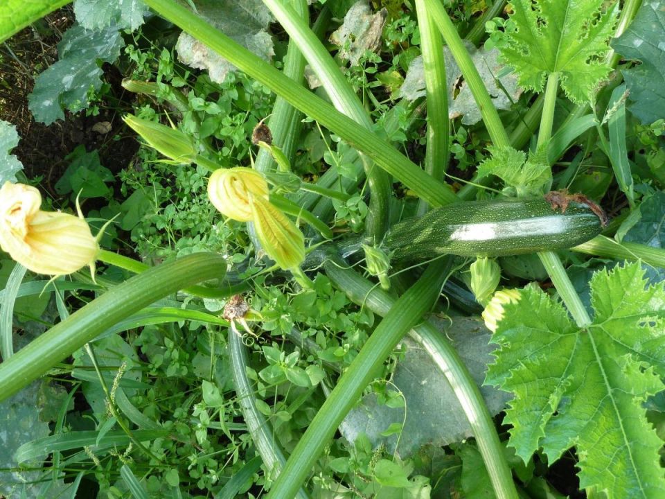 Как получить богатый урожай кабачков: секреты эффективного удобрения