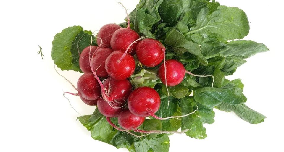 Редиска: от классического салата до оригинальных рецептов, которые стоит попробовать