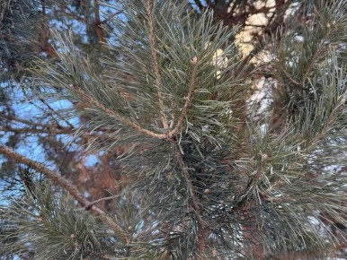 День Близнецов будет сосредоточен на общении с друзьями, а внимание Раков будет направлено на карьеру