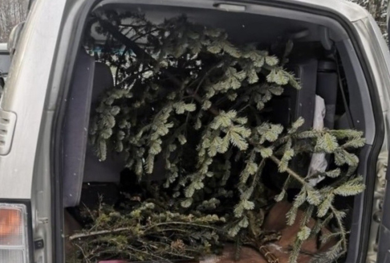 Полиция ЕАО предупреждает об ответственности за незаконную вырубку новогодних елей