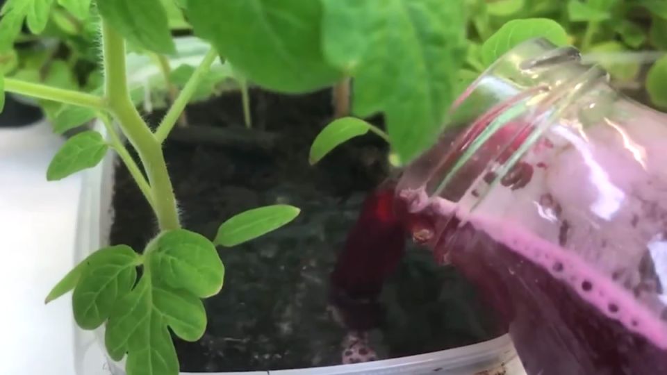 ��� ������ ����� ������ ���� �������: ������� ������� ��������� �����������