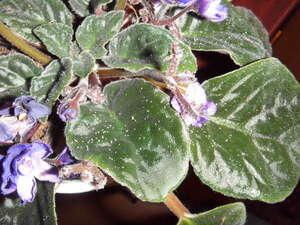 Как справиться с нашествием тли на комнатные цветы: простые и эффективные способы защиты