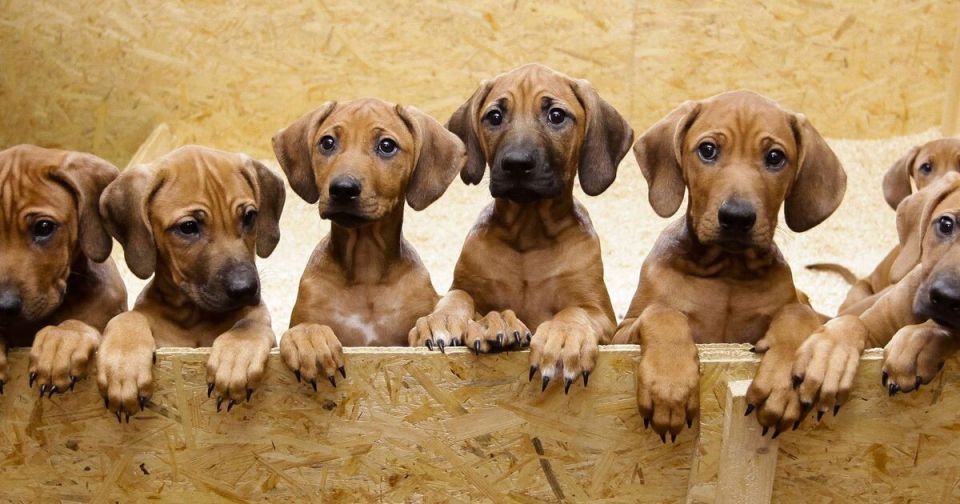 Новый законопроект ограничит бесконтрольное разведение домашних животных