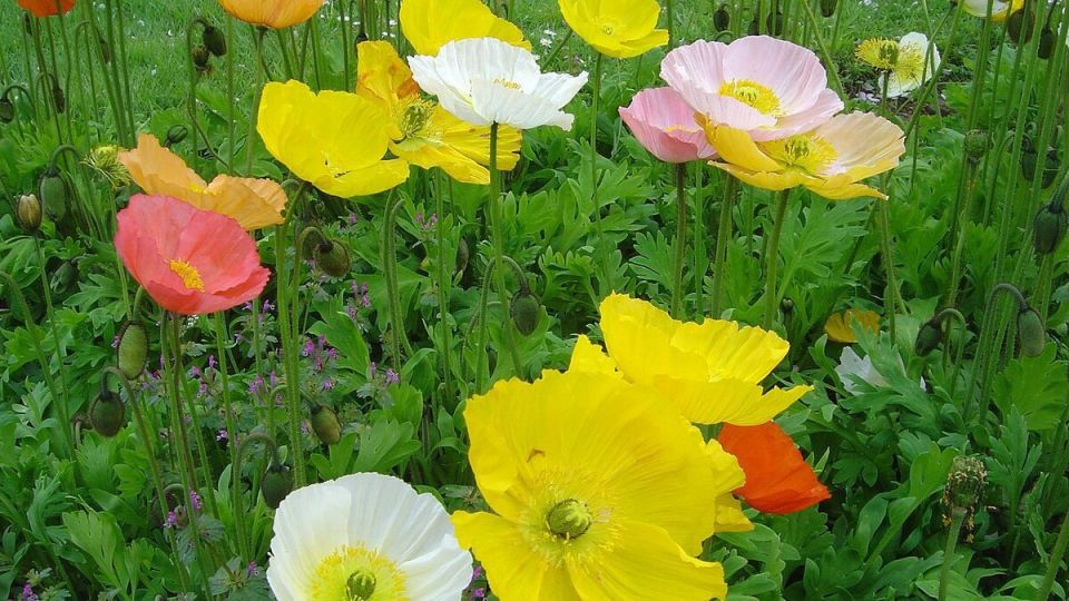 ��������: ������� �������, ������� ����������� ��������� � ����������