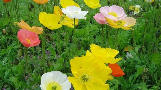 ��������: ������� �������, ������� ����������� ��������� � ����������