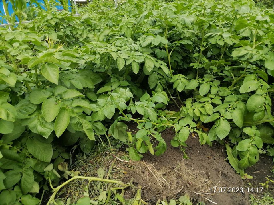 ��� ��������� ���� ������� ��������� �� ���������� ������: ������� ��������