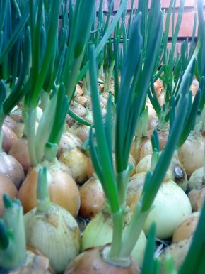 ������ �������� � ������ ����� ��� ������� ���� �� ����