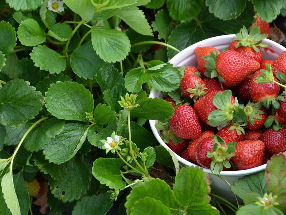 Как превратить клубничные кусты в ягодный рай: советы для садоводов