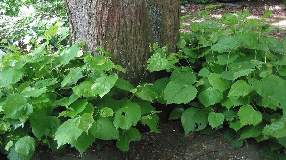 Как эффективно избавиться от ненужной поросли на вашем участке