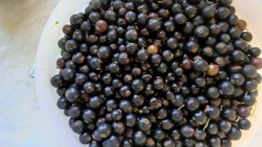 Почему в этом сезоне дачные ягоды не в продаже: разбор причин