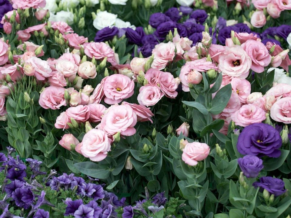 Эустома: секреты успешного посева для достойного цветения