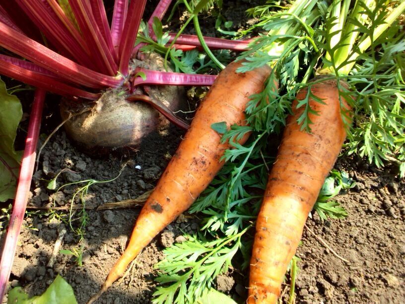 Свекла через рассаду: зачем и какие преимущества?