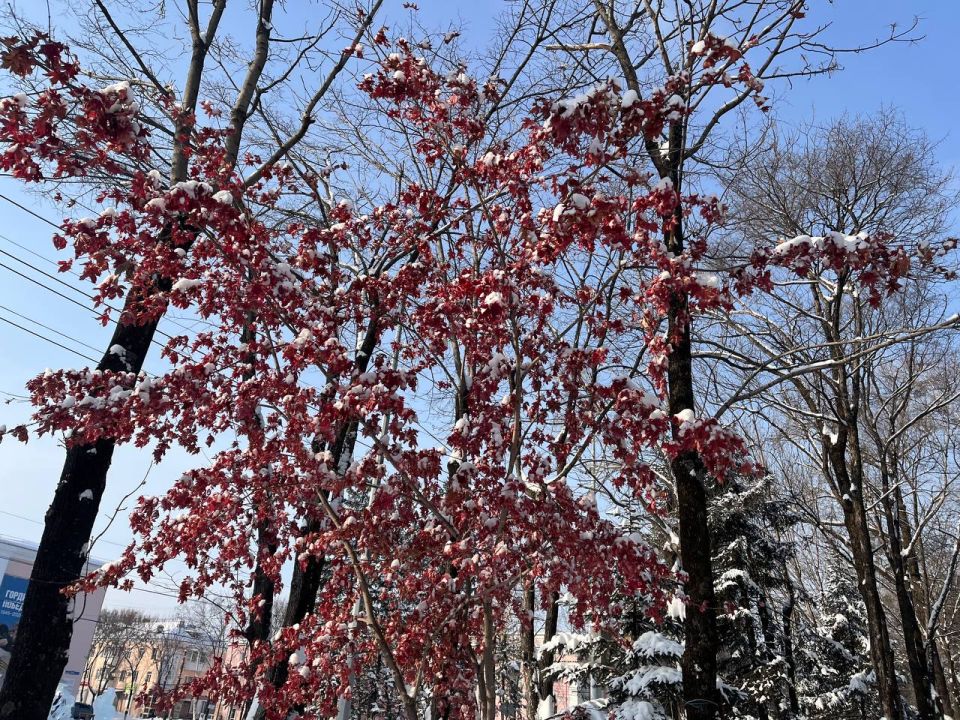 Доброе утро, Еврейская автономная область!