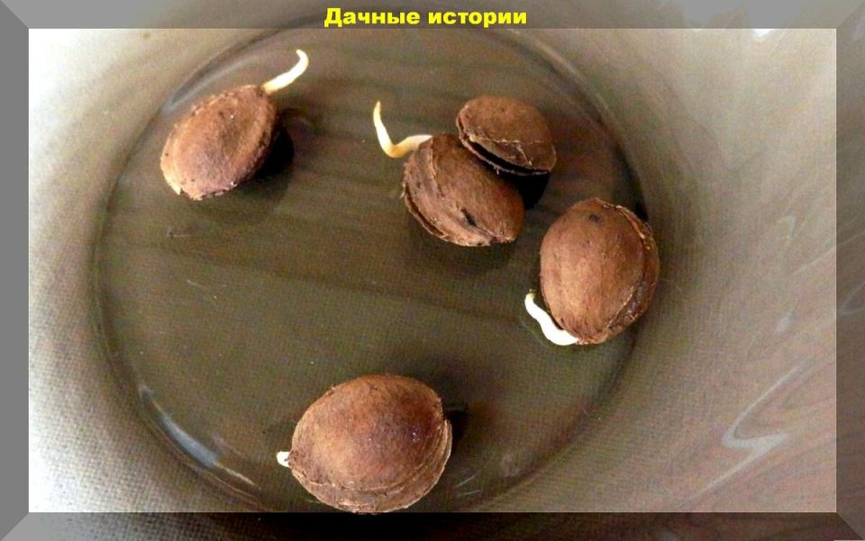 Как вырастить персик и абрикос: секреты успешной агрономии из косточек и семян