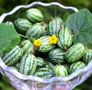 Мелотрия шершавая: как мини-арбуз стал звездой дач